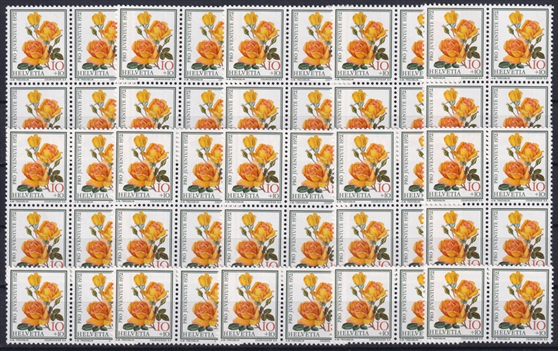 Schweiz 1972 SBK Nr. J240 - 50 x CHF 0.10 Rosen "Mc Gredys Sunset" postfrisch zum Frankieren
