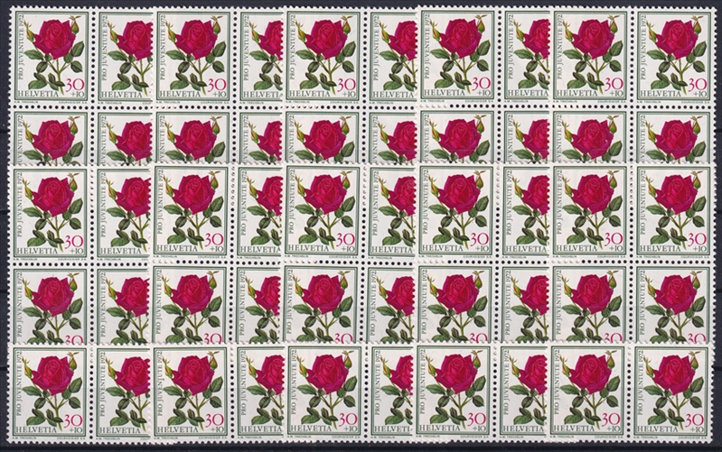 Schweiz 1972 SBK Nr. J242 - 50 x CHF 0.30 Rosen "Papa Meilland" postfrisch zum Frankieren